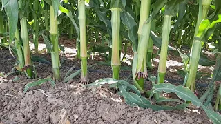 Inside a 100 Acres Corn Field Under Drip Irrigation  [Israel]