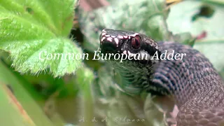 Обыкновенная гадюка - COMMON EUROPEAN ADDER (Vipera berus)