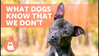 8 THINGS DOGS Can SENSE But We CAN'T 🐶