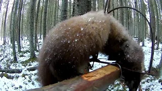 Охота на куницу капканами (1) Капкан КД-140. Сhecking marten traps