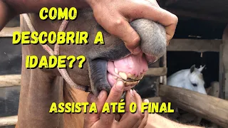 IDADE DE UM CAVALO - COMO DESCOBRIR? - Selaria Imperial