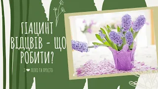 ГІАЦИНТ відцвів  - що робити? ГІАЦИНТ після ЦВІТІННЯ