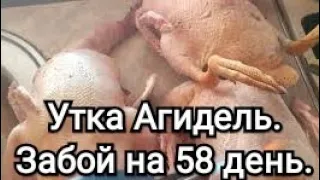 Подводим итоги. Утка Агидель. Как это было...