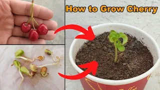 How to grow Cherry Plant at home - The Easiest Way to Grow Cherry from Seeds