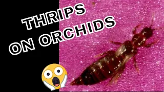 Thrips on orchids - close up