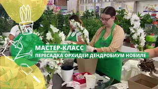 Мастер-класс: "Пересадка орхидеи Дендробиум Нобиле"