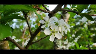 Tour of FRUIT TREES