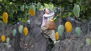 Harvest Black Mangoes - the type that only grows on black stone mountains - Climbing with Sarah
