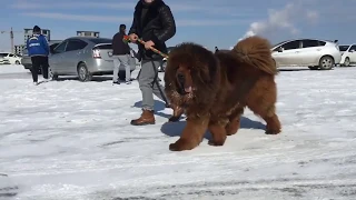 Тибетский мастиф, Кхан Кхуу, Tibetan mastiff