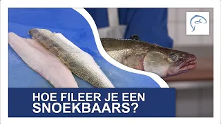 SNOEKBAARS FILEREN | Middelkamp Vis