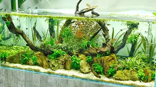 Beautiful Aquascape - Aquascaper 1200 Planted Aquarium at Scaped Nature