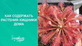 Почему гибнет ВЕНЕРИНА МУХОЛОВКА. Ошибки при уходе за  растениями хищниками дома