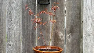 Re-pot a Multi-trunk Japanese Maple Raised From Seedlings - April 23, 2022