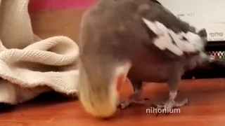 Bird headbutts a tune