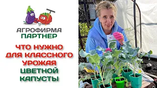 Что нужно для классного урожая цветной капусты