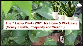 The 7 Lucky Plants 2021for Money, Health & Prosperity Home & Workplace. that we should have.