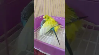 Love making of loving birds# budgies# mating# kissing