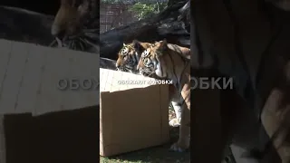 Дикие кошки и коробки 😂 #истории #история #новости #новость #shorts