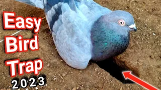 Creative Ideas:Pigeon trap | How to make an amazing bird trap That work 100% | Player of trap