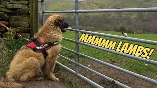 Our GIANT Leonberger Puppy Sees Sheep For the First Time!