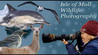 WILDLIFE PHOTOGRAPHY on the ISLE OF MULL - Wildlife Photography Vlog / British Nature