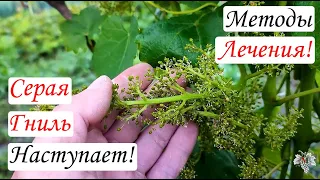 Внимание! СЕРАЯ ГНИЛЬ НАСТУПАЕТ! Методы ЛЕЧЕНИЯ и ЭФФЕКТИВНЫЕ Препараты!