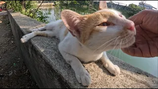 Today I have met with white orange sound meow is lovely sound