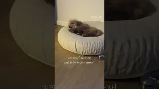 귀 열어두고 자는 강아지🐕(feat. 다 듣고 있었어!)