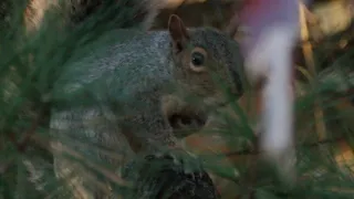 Squirrel warning calls at sunset in Bristol CT (4K) - Panasonic 100-400mm lens on GH5 II (GH5M2)