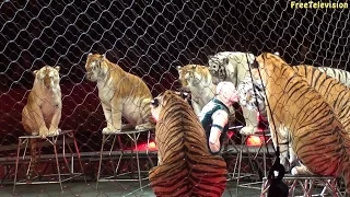 Big Cats at Ringling Brothers Circus