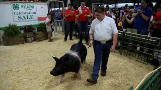 WATCH NOW: 300-pound pig fetches a record $340/lb at the Porter County Fair 4-H livestock auction.