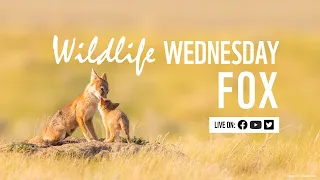 Wildlife Wednesday: Fox