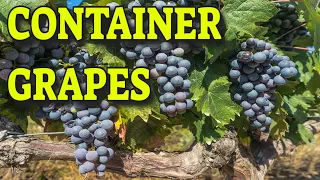 🍇GROWING GRAPES IN CONTAINERS 🍇 WHAT YOU NEED TO KNOW
