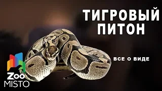 Тигровый питон - Все о виде змей | Вид змей тигровый питон