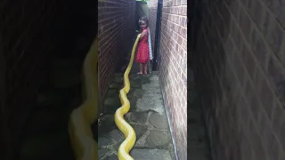 13ft Reticulated Python Periscoping.