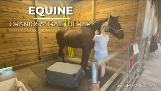 Equine CranioSacral Therapy | Stephanie Chan