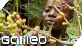 Wird alles teurer!? Was wäre, wenn es nur noch Fair Trade Produkte geben würde? | Galileo