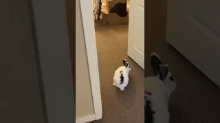 Attack of the vacuum cleaner robot #bunny #rabbit #roomba