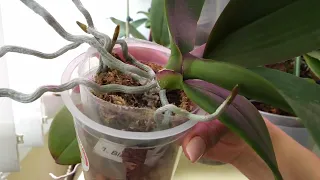Что с орхидеей Black Piano | Особенности Полива орхидей во мхе с удобрениями.