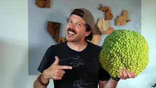 Woodworking with a WEIRD Fruit Tree | Oklahoma's Osage Orange | Justinthetrees US Tree Map