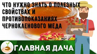 Что нужно знать о полезных свойствах и противопоказаниях чернокленового меда