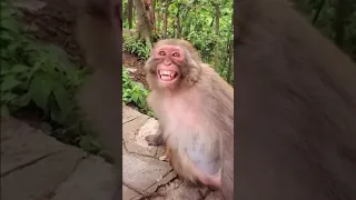 Человеческий смех у обезьяны