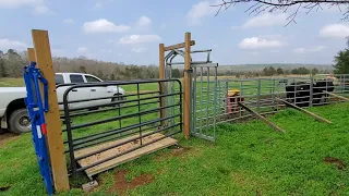 Weighing steers with the DIY livestock scale doesn't go so well
