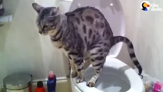 Should You Teach Your Cat To Use The Toilet?