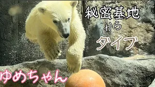 旭山動物園　ピリカとゆめちゃん