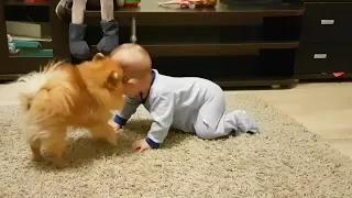 Dogs Babysitting Babies 👶🐶💕 Dogs Love Babies [Funny Pets]