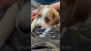 СОБАКА УКУСИЛА ЖЕНУ И ТЕПЕРЬ ПРИДЕТСЯ ЕЕ УСЫПИТЬ 😭 #shorts #tiktok #funny #funnyvideo #viral #fyp