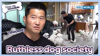 Dogs suddenly gang up and attack..😱 [Dogs are incredible : EP.176-3] | KBS WORLD TV 230627