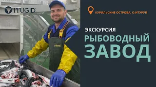 Экскурсионная программа. Рыбоводный завод на Курилах.