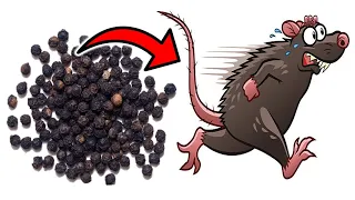 This Simple Substance Gets Rid of MICE & RATS in SECONDS